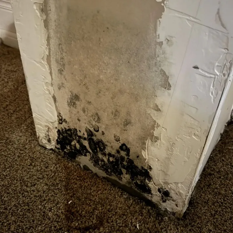 Professional Mold Removal in Troy, NY